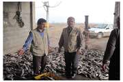 بازدید دامپزشکی رودسر از پره های صیادی و مراکز عرضه ماهی شهرستان
